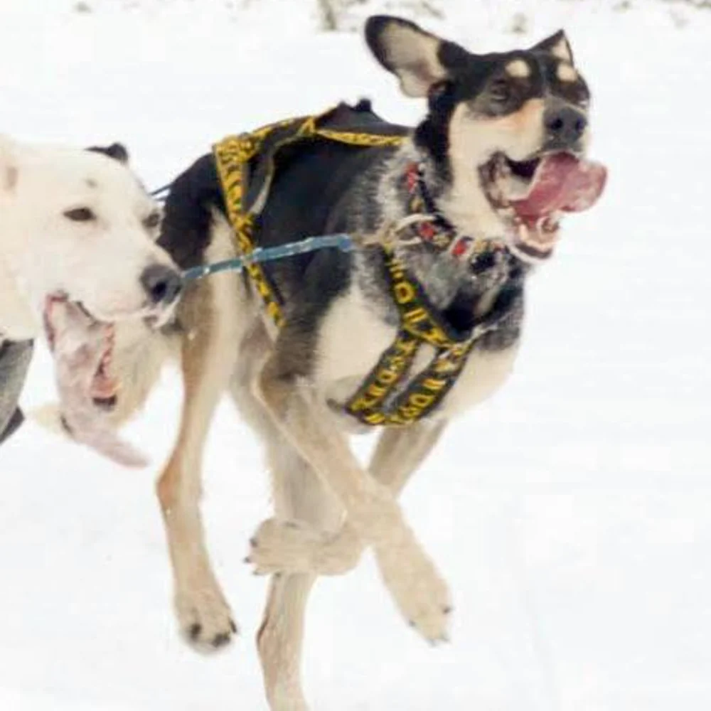 Hound Harness - Image 3