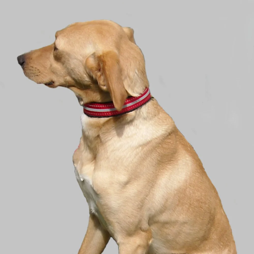 Padded Collar - Light Weight - Image 4