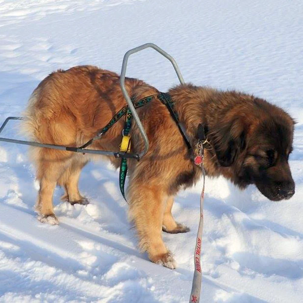Cart/Pulk Harness - Image 3
