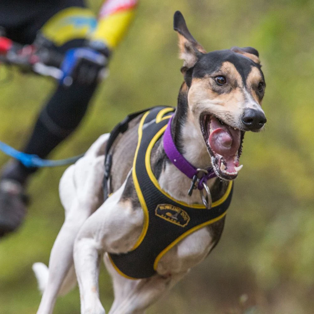 Second Skin™ Harness - Image 3