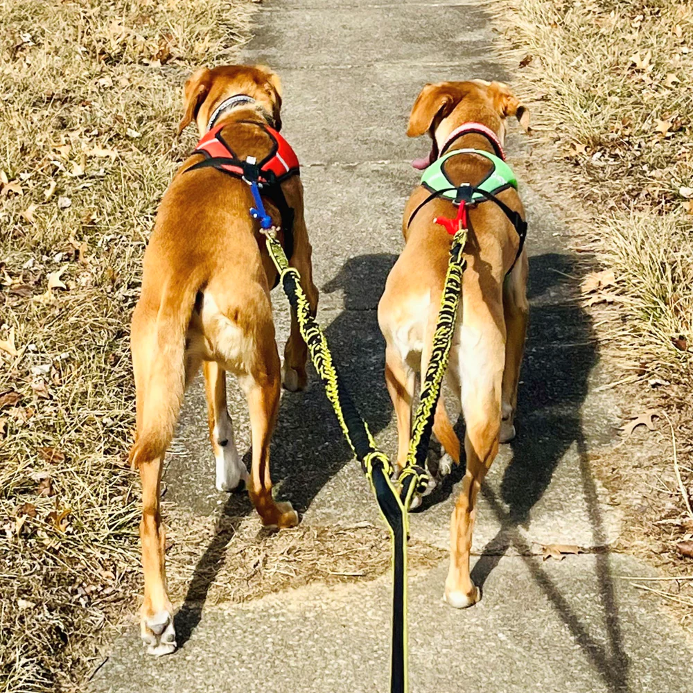 Skijoring Line (two dogs) - Image 3