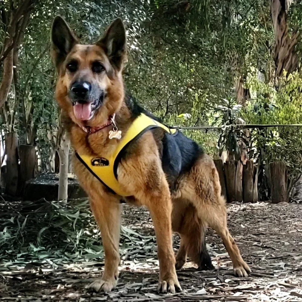 Tough Skin™ Harness ULTRA - Image 4