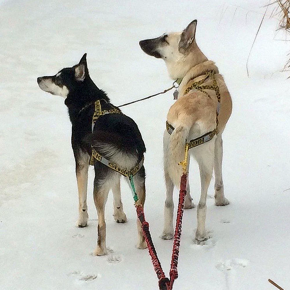 Wheel Dog Harness - Image 3