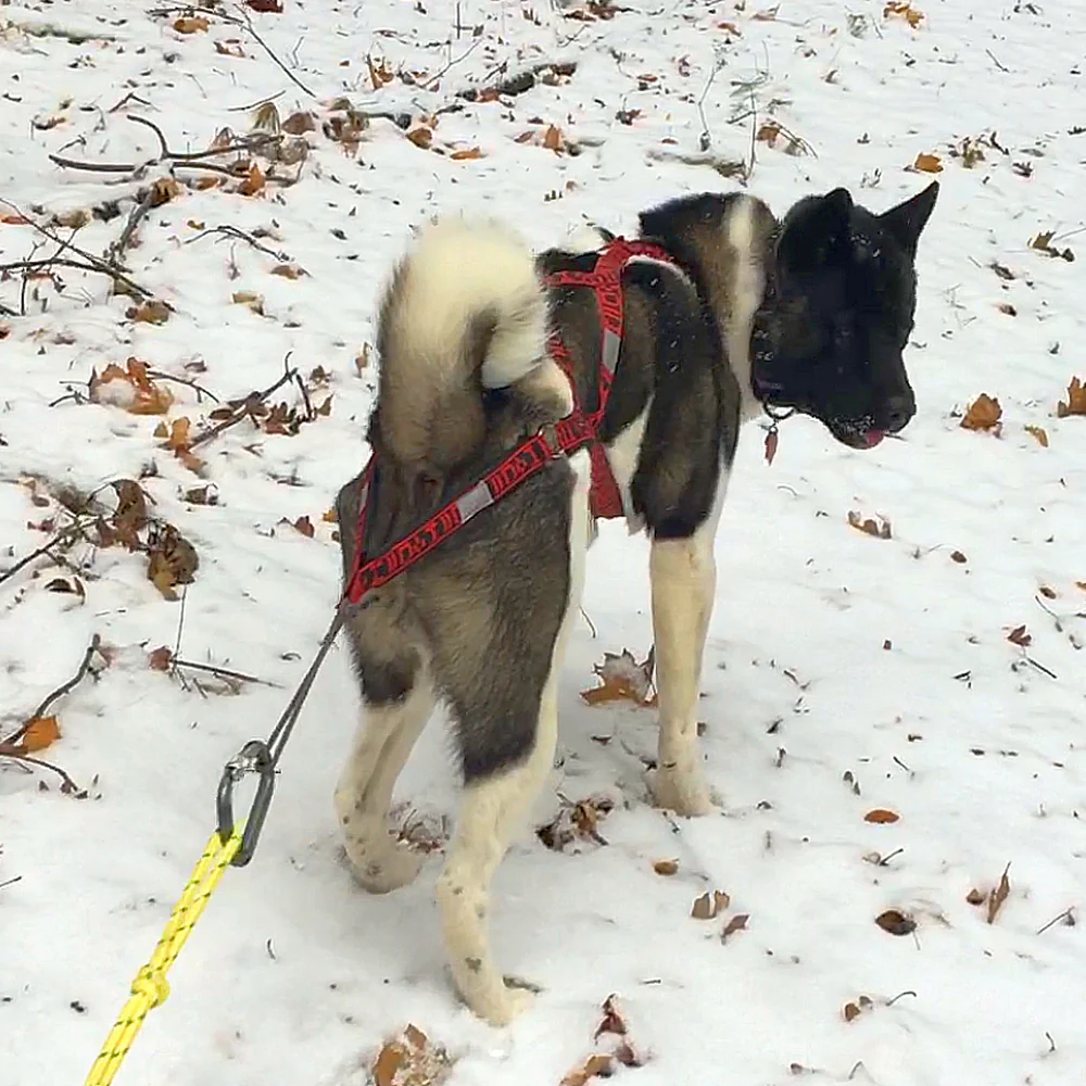 Wheel Dog Harness - Image 4